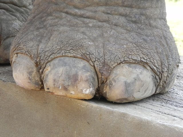 A picture of a real elephants foot
